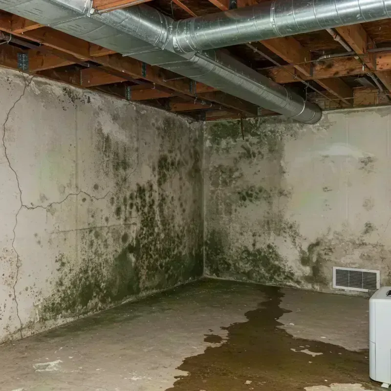 Professional Mold Removal in Arcola, IL